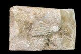 Fossil Crinoid - Keokuk Formation, Missouri #157203-1
